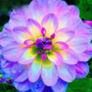 Meet your Posher, Norma